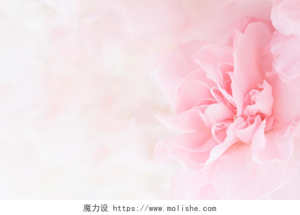 粉色唯美浪漫花卉花朵情人节母亲节38妇女节促销女神节展板背景